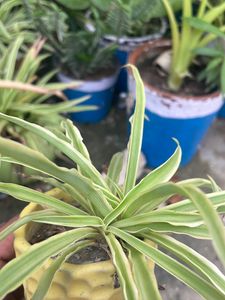 Spider Plant Cutting 4 Pcs