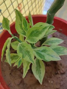 Variegated Devil's Backbone Plant
