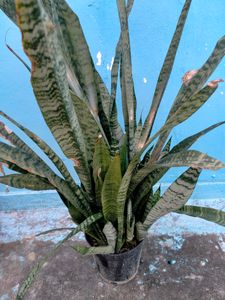 Snake Plant