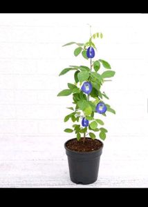 Aparajita Plant Seeds