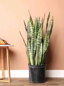 Snake Plant Combo Of 2