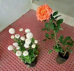 Set 2 Beautiful Sewanti  &amp; Gulab Plants
