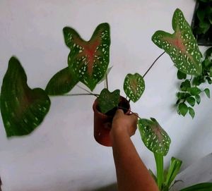 Set 2 Dieffenbachia Seguine &amp; Plants ☘️