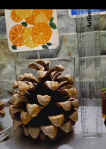 Natural Pinecone Pair