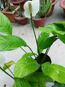 Five Peace Lily With Flowers