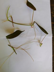 Philodendron Micans