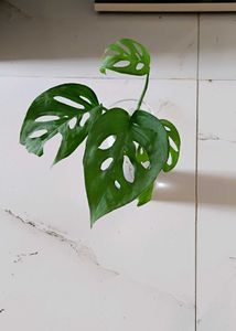 Monstera Adansonii Cutting (water propagated)