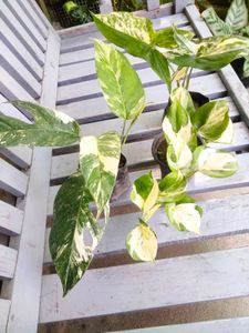 Variegated Combo