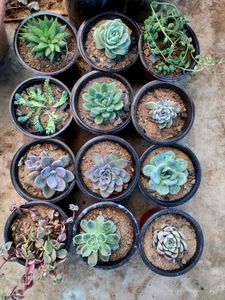 succulent variety