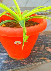 Combo Air Purifying Plants