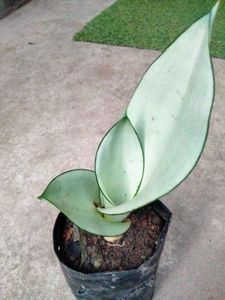 Assorted Sansevierias (5 Varieties)