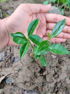 Jamun Tree Saplings