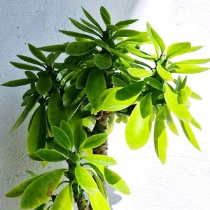 Euphorbia Neriifolia (Indian Spurge)