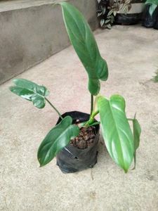 Mix Plants Combo