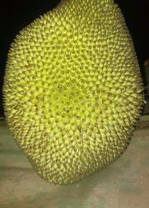 Organic Jackfruit Kathal Upto 1.5kg