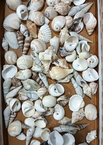 Seashell Collection - Beach Decor