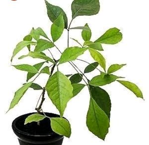 Holy Bilvapatri Plant With Pot