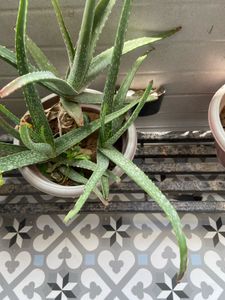 Aloe Vera Used For Cosmetic And Oral Use