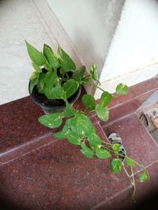 5 Live Root Plants