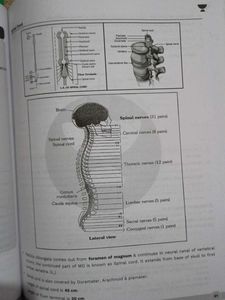 NEET UG Class 11 Modules