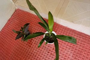 Pack 2 Dracaena Mahatma &amp; Heart Purple Plant &amp; Pot