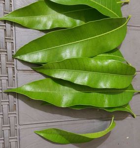 mango leaves for toran and puja