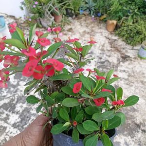 Flowering Crown of Thorns Plant with pot