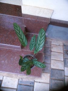 10 Live Root Plants