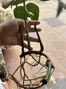 monstera deliciosa Swiss Cheese Plant Live Roots