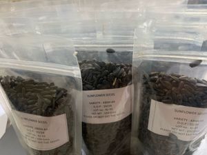 Sunflower Seeds for planting