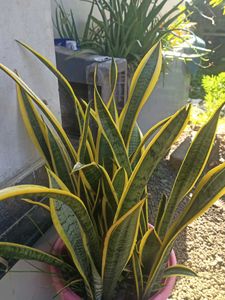 Snake Plant - Easy Care Houseplant