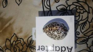 Beautiful Sea Shell Paperweight