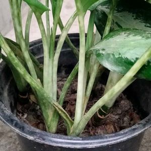 Indoor N Outdoor Plants Combo Offer