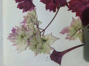 Dried Flowers