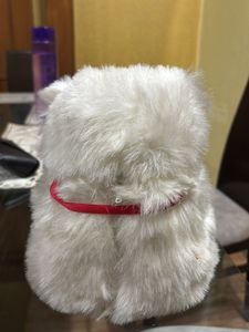 Cute Teddy