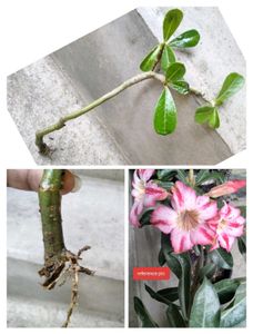 5 Sapling Of Adenuim Plants Combo