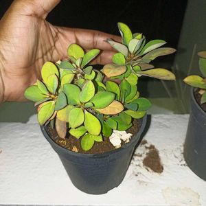 combo of 3 plants