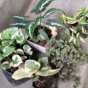 Varigated Air Purifying N Hanging Plants Combo