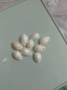 Cowrie Shell Beads
