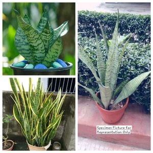 Combo of 3 Stunning Snake Plants (Sansevieria)