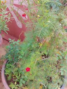 Red Creeper Wine Seeds