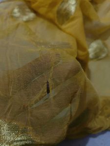 Elegant Yellow Saree with Gold Accents