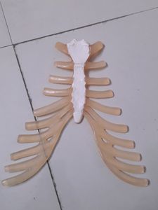 Bones Set-1 For Medical Students!! (Thorax)
