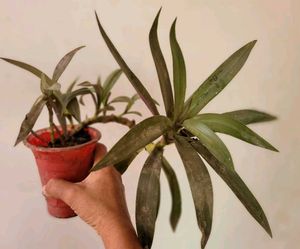 Set 2  Money Plant &amp; Mose In The Cardle Plan