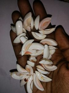 Shell hand bracelet