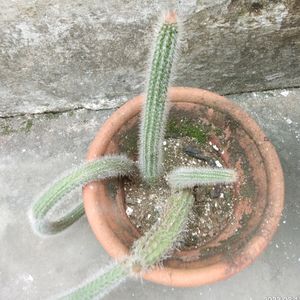 Rare Antique overgrown #Cactus Plant #nagphani