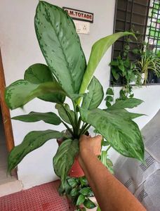 Set2 Plants Evergreen Money&amp; dieffenbachia seguln