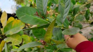 Myrrh lemon plant (gondhoraj lebu)