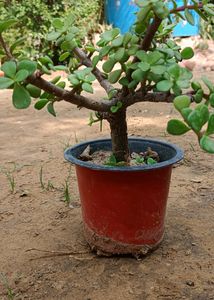 Jate Plants