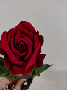Today OfferVelvet Red♥️♥️ Rose Specia